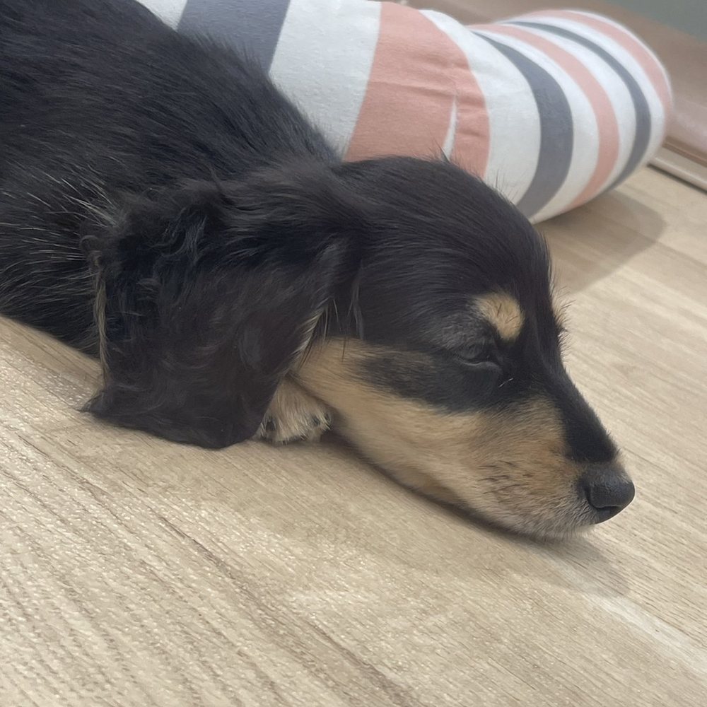 くつろぐわんちゃん